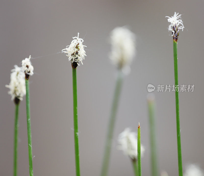 水蛭(Eleocharis palustris)